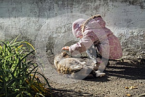 Little girl is stroking a fluffy cat