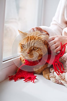 Little girl stroking a ginger cat on the windowsill of the house