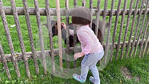 Little girl stroking goat at farm