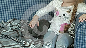 Little girl stroking a gray cat on the couch