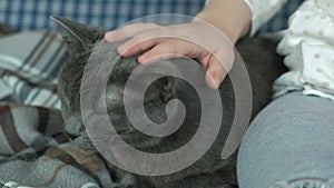 Little girl stroking a gray cat on the couch, close-up hands