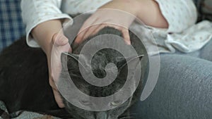 Little girl stroking a gray cat on the couch, close-up hands