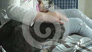 Little girl stroking a gray cat on the couch, close-up hands