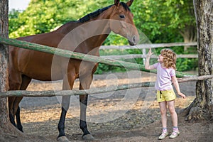 Little girl stroking a horse, standing near the fence in the stable