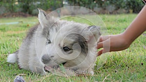 a little girl stroking the puppy head