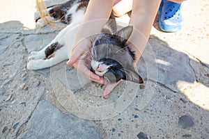 Little girl stroking white and black cat mustaches on the ground