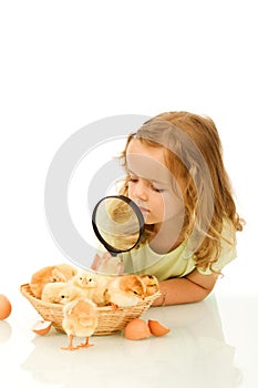 Little girl studying a basketful of chicks