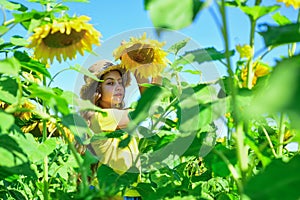 Little girl sunflowers field blue sky background, harvest day