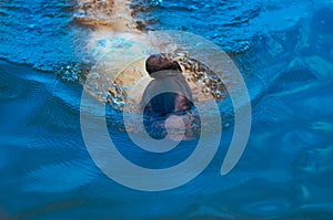 little girl swims in summer under water in the ocean, view from above