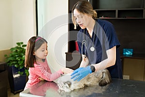 Little girl taking her white persian cat to the vet clinic