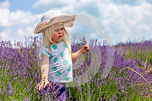 Little girl is taking lavender in the field