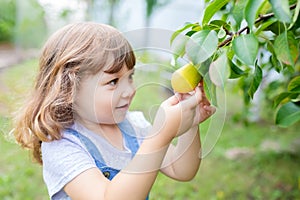 Little girl taking ripe pears at the garden, organic fruits