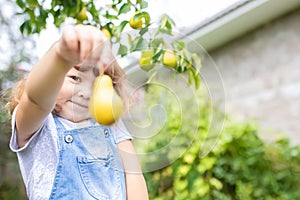 Little girl taking ripe pears at the garden, organic fruits