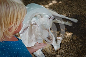 Little girl touching goat at farm, kids learn animals