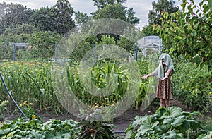 A little girl with a towel on her head stands under splashes of water from a sprinkler in a vegetable garden on a hot summer day