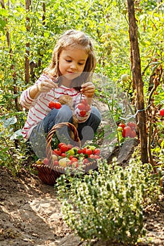 Little girl in a vegetable garden