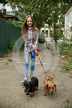 Little girl walks the dogs in the city. Child playing with her dachshund dogs. Pets care, dog sitter