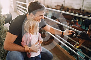 Little girl watches dad touch the nose of a goat kid in a paddock