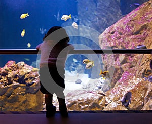 Little girl watching fishes in a large aquarium