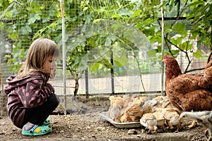 A little girl watching his chickens. Mother hen with chickens in a rural yard