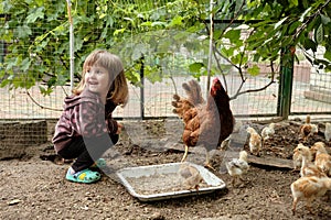 A little girl watching his chickens. Mother hen with chickens in a rural yard