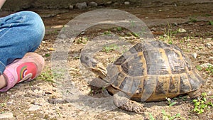 A little girl watching a tortoise. Greek tortoise, turtle. vet hungry.