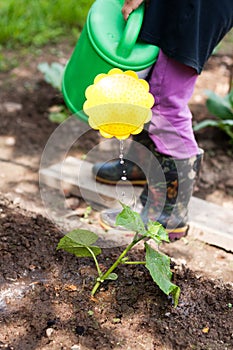 Little Girl Water Watering Can Cucumber In Garden.