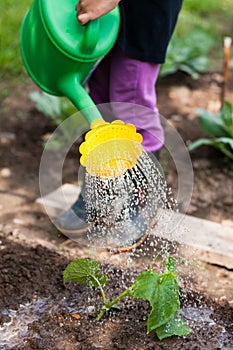 Little Girl Water Watering Can Cucumber In Garden.