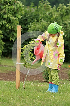 Little girl watering apple tree