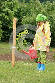 Little girl watering apple tree