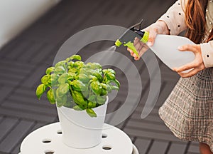 Little girl  watering plant Basil Ocimum Basilicum. Caring for a new life. Hand nurturing young baby plants growing on fertile