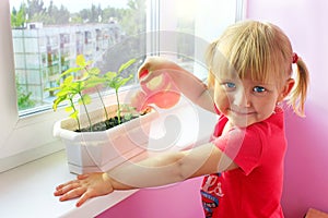 Little girl watering young plants in pot. Sandy desert behind window of room where little girl living