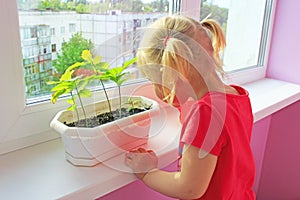 Little girl watering young plants in pot. Sandy desert behind window of room where little girl living