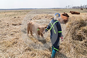 Little girl with a new born calf