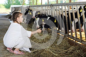 Little girl in white coat feeds of hay small