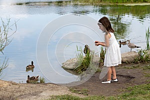 Little girl in white dress feeding ducks at the pond