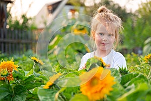 Little girl in white Tshirt, stands in field of sunflowers and smiles