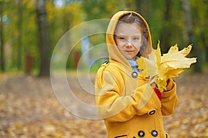 Little girl in yellow coat collects yellow maple leaves