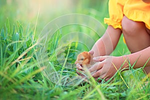 A little girl in a yellow dress sits in the grass and plays with a little chicken. Children and animals. Hands close up