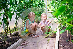 Little girls collecting crop cucumbers in the