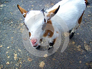 Little goat with cute look