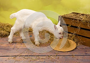 Little goat eating straw hat