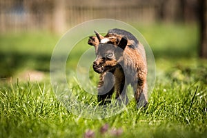 Little goat on the farm