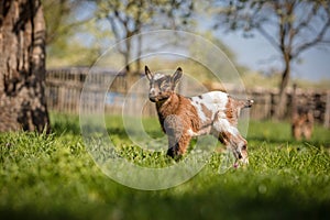 Little goat on the farm