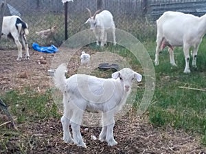 Little goat grazes with family