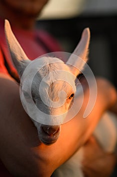 Little goat in the hands of a veterinarian to feed in outdoor. animal care.