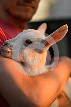 Little goat in the hands of a veterinarian to feed in outdoor. animal care.