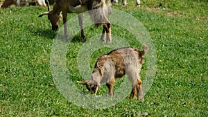 Little goat kid grazing on wild grass field, ovine animal breeding farm