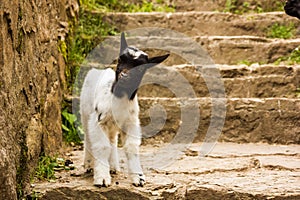 Little goatling