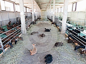 Little goatlings sleep on the floor between the paddocks with adult goats